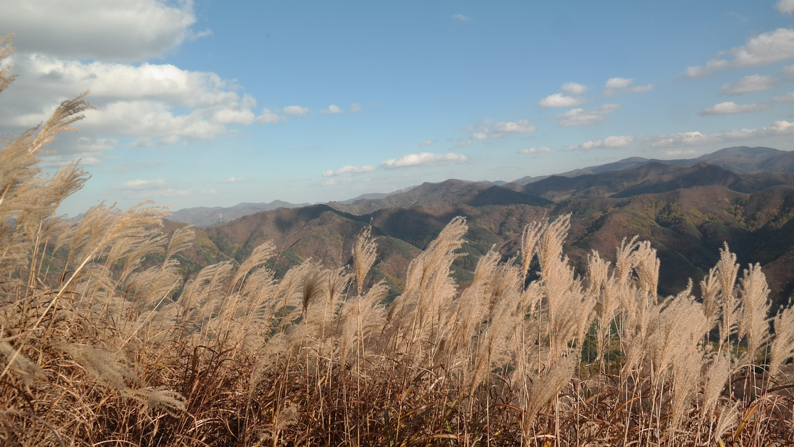 Mindungsan, a famous tourist attraction in Korea where reeds are open